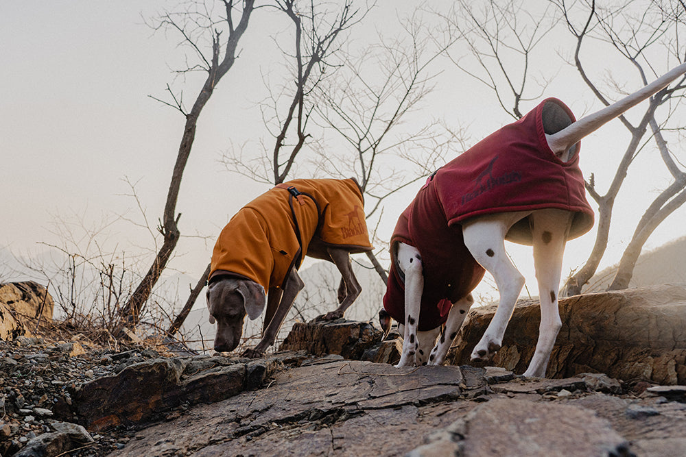 Quick-Dry Dog Bathrobe