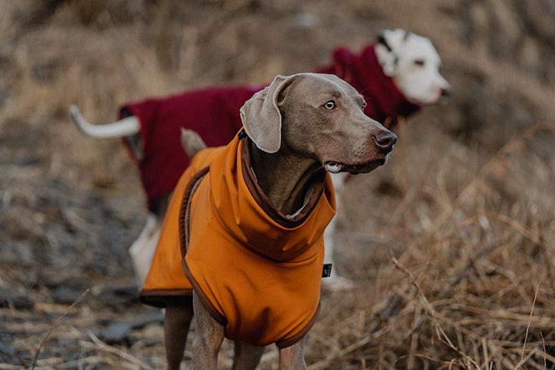 Quick-Dry Dog Bathrobe