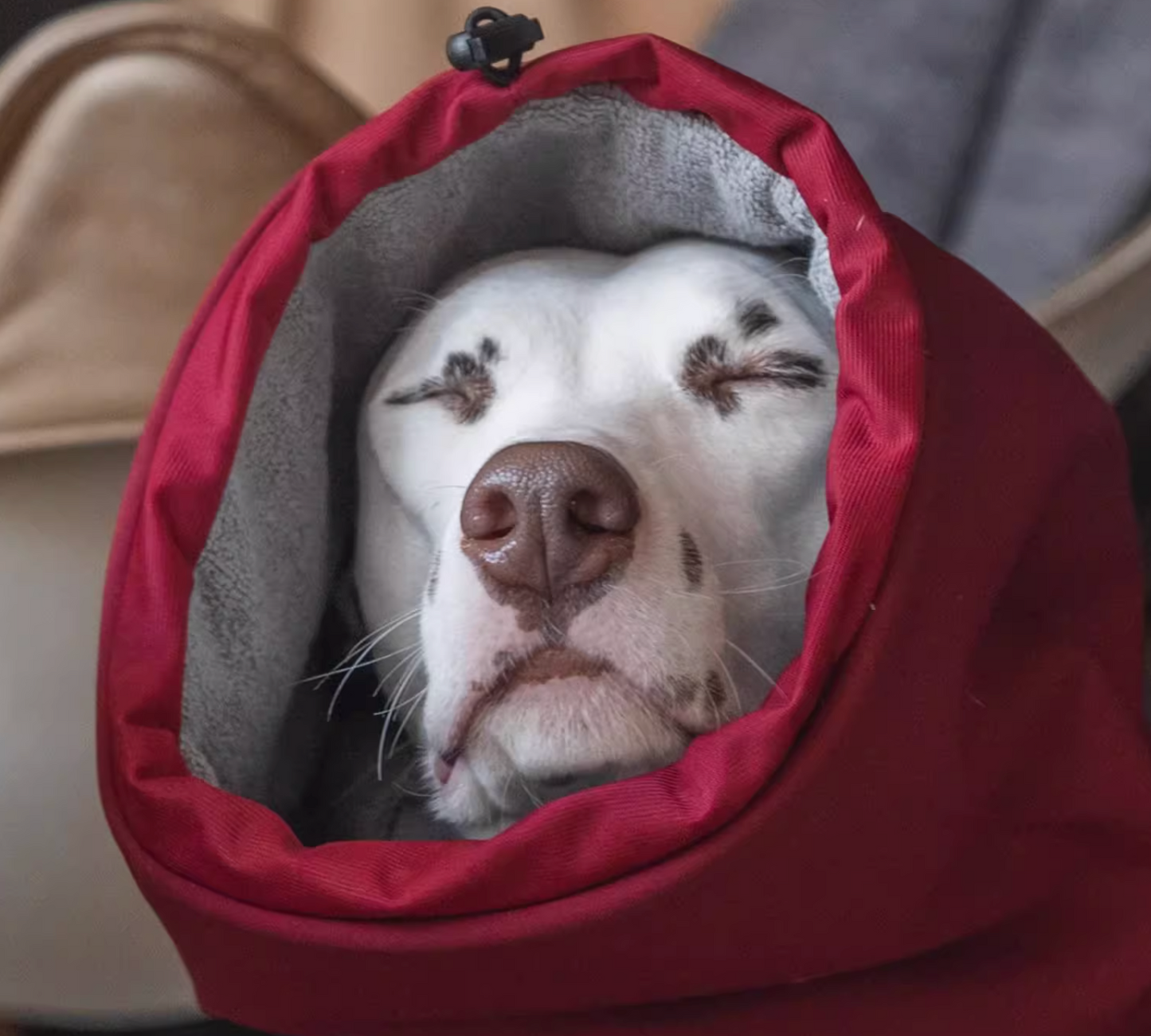 Quick-Dry Dog Bathrobe