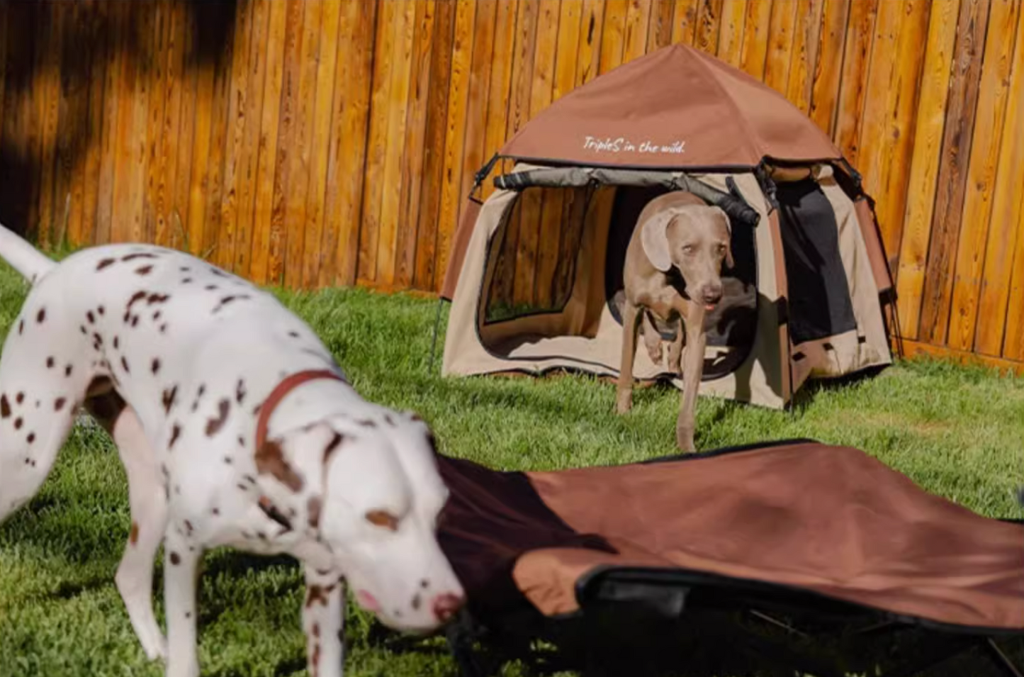 Dog Adventure Tent