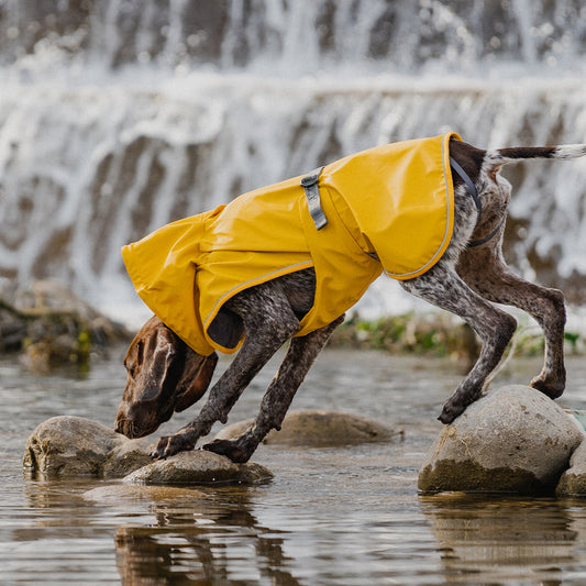 Adventure Guard Dog Rain Jacket