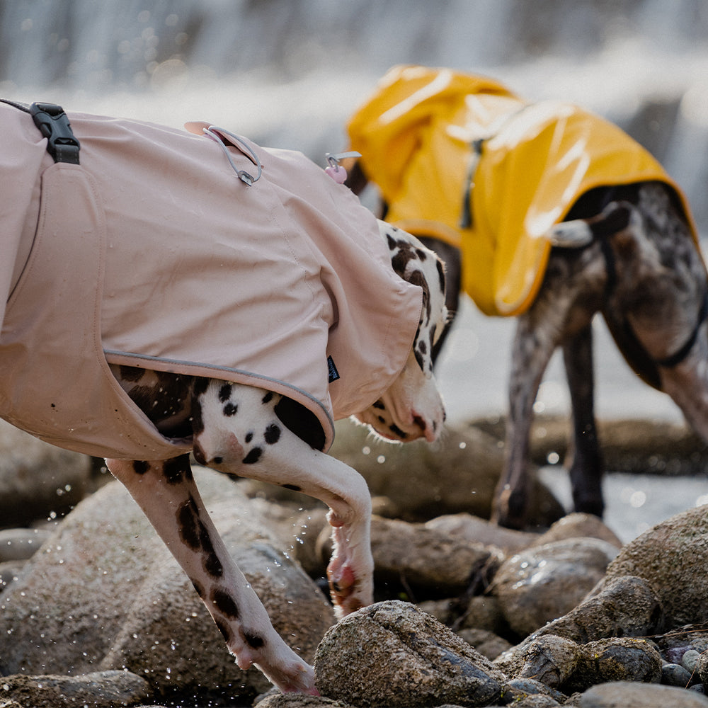 Adventure Guard Dog Rain Jacket