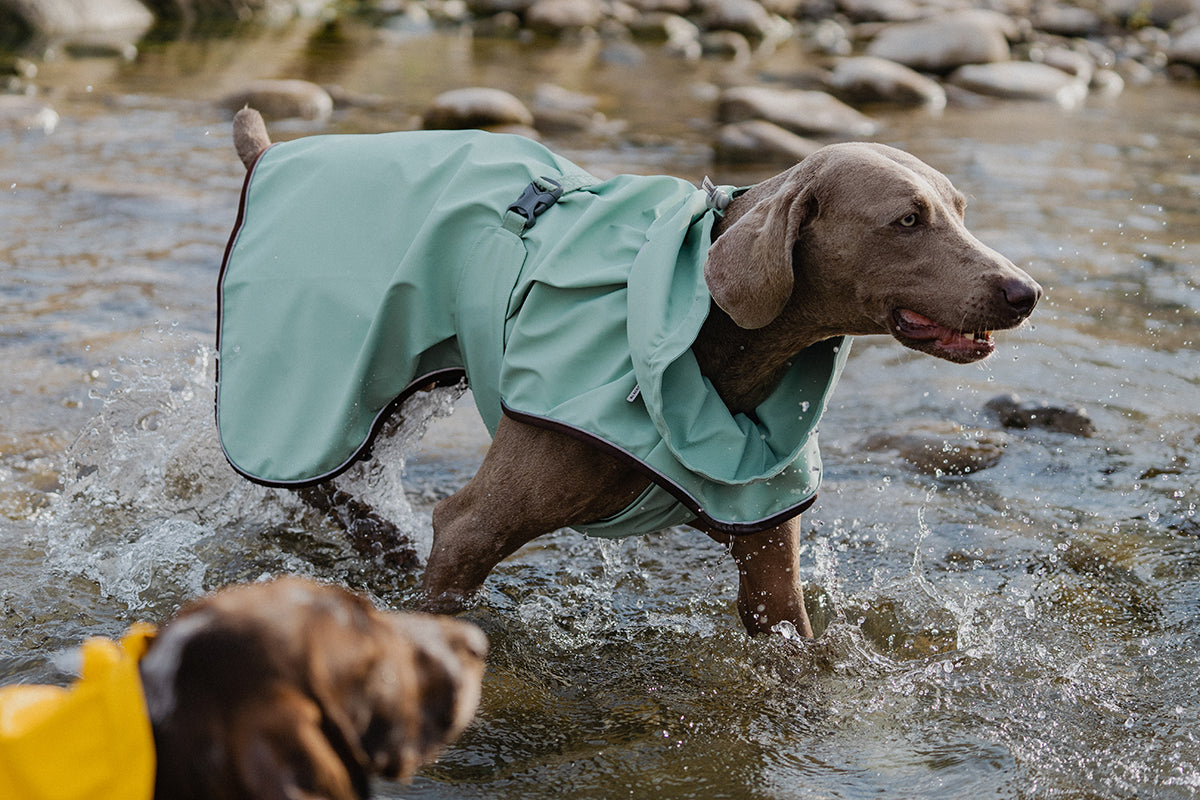 Adventure Guard Dog Rain Jacket