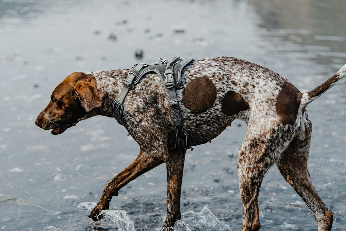 No-Pull Dog Harness