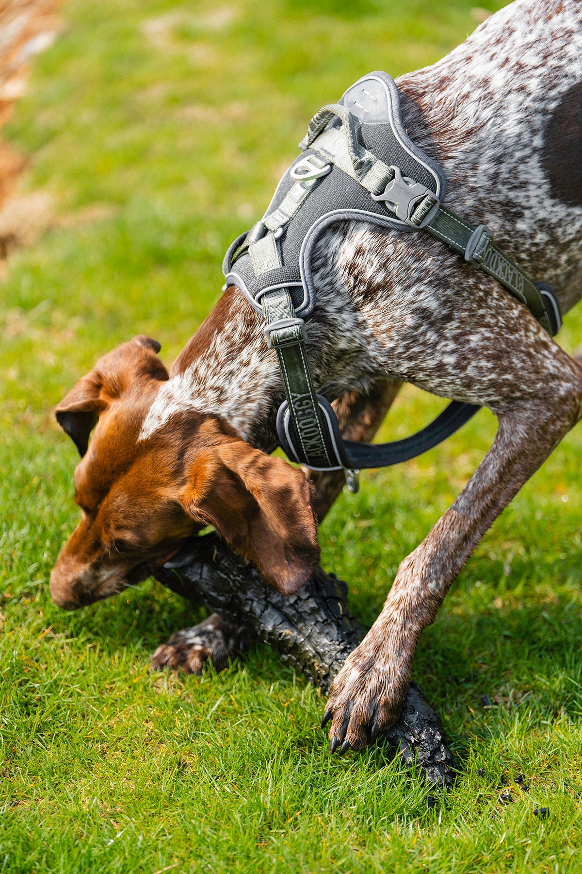 No-Pull Dog Harness