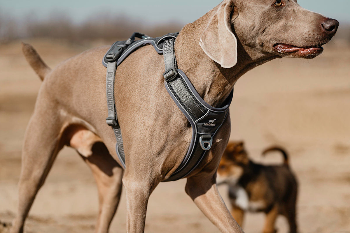 No-Pull Dog Harness