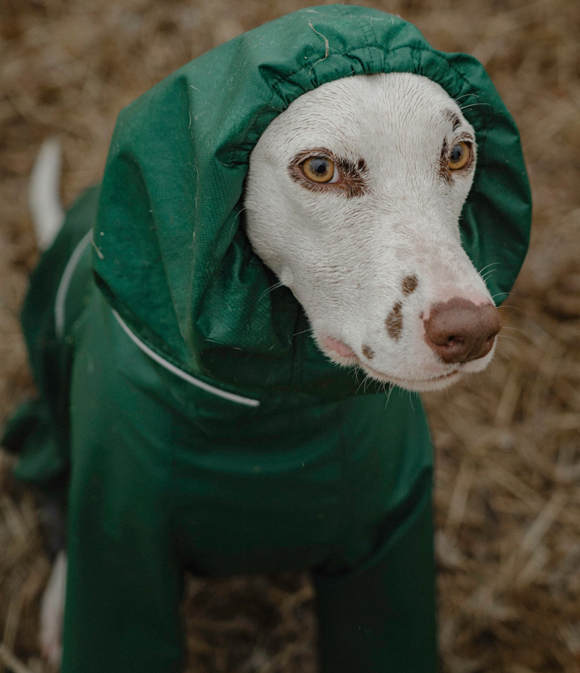 Explorer Dog Rain Jacket