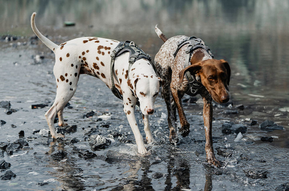 No-Pull Dog Harness